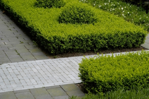 Buxus sempervirens