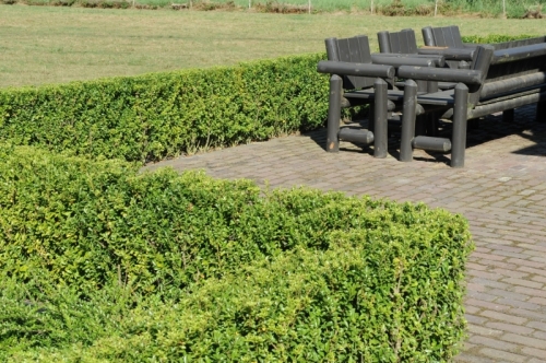 Buxus vervanger Ilex M1