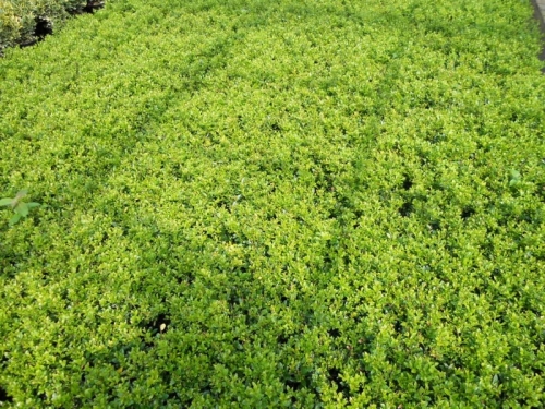 Buxus vervanger Ilex M1