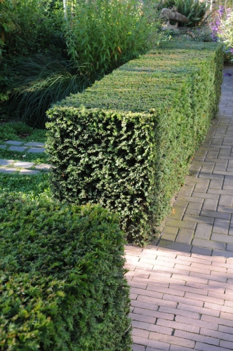 Venijnboom, Taxus 6 pack