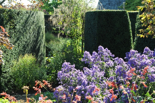 Venijnboom 'Hicksii', Taxus 'Hicksii'