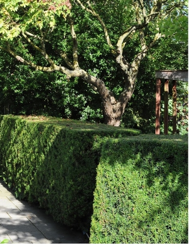 Venijnboom 'Hillii', Taxus 'Hillii'