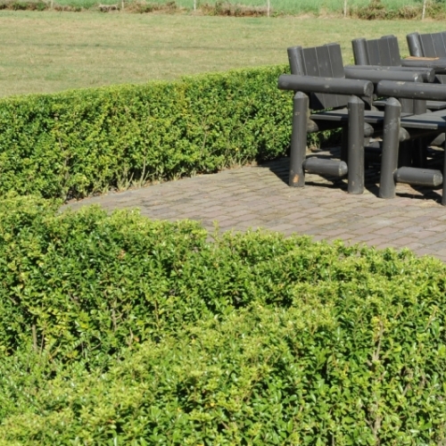 Buxus vervanger Ilex M1