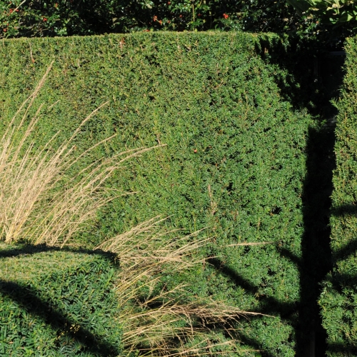 Venijnboom, Taxus baccata